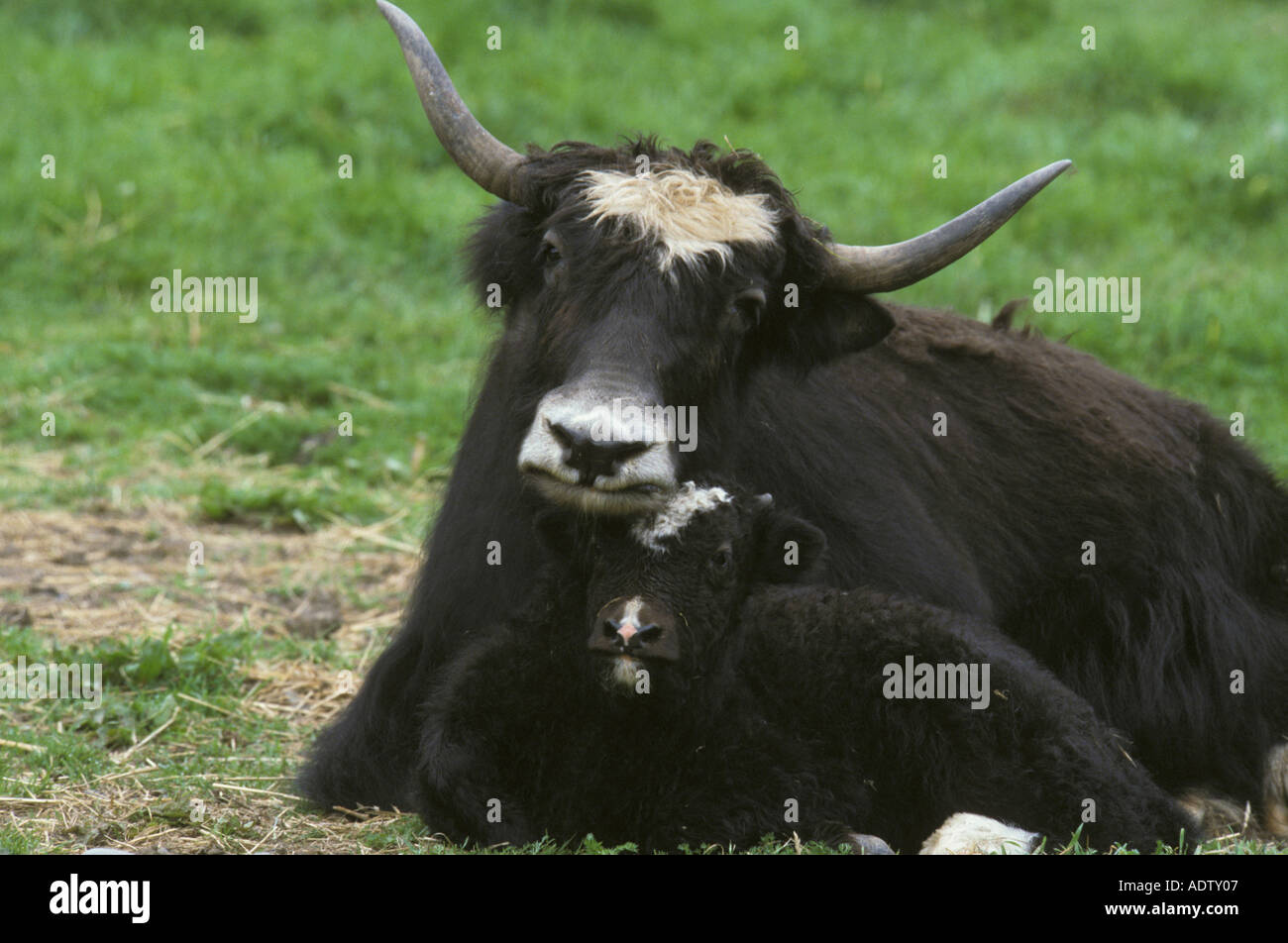 Yak Bos grunniens Mother and calf resting Stock Photo