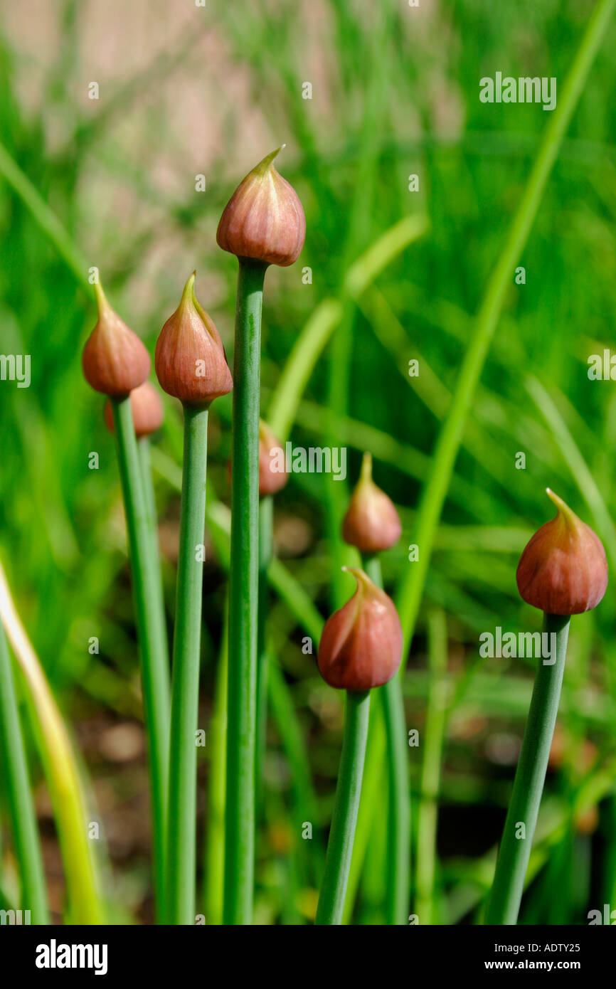Herb Chives showing unopened flower buds Botanical name Allium