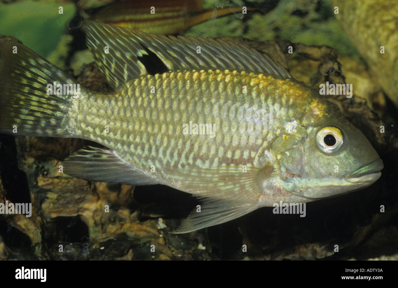Cichlid Tilapia zillii Athi River Kenya Stock Photo Alamy