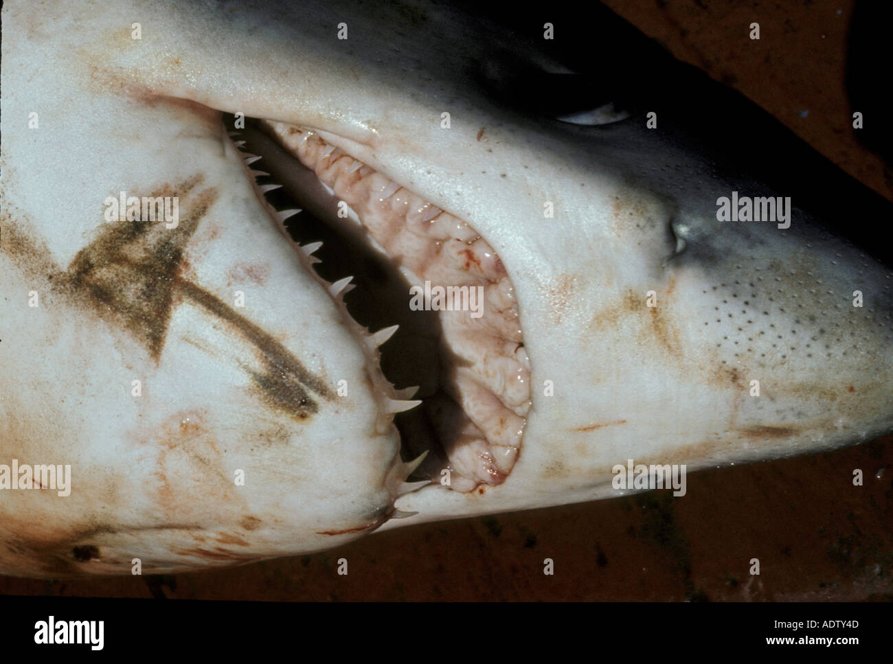 Teeth porbeagle shark lamna nasus hi-res stock photography and images -  Alamy