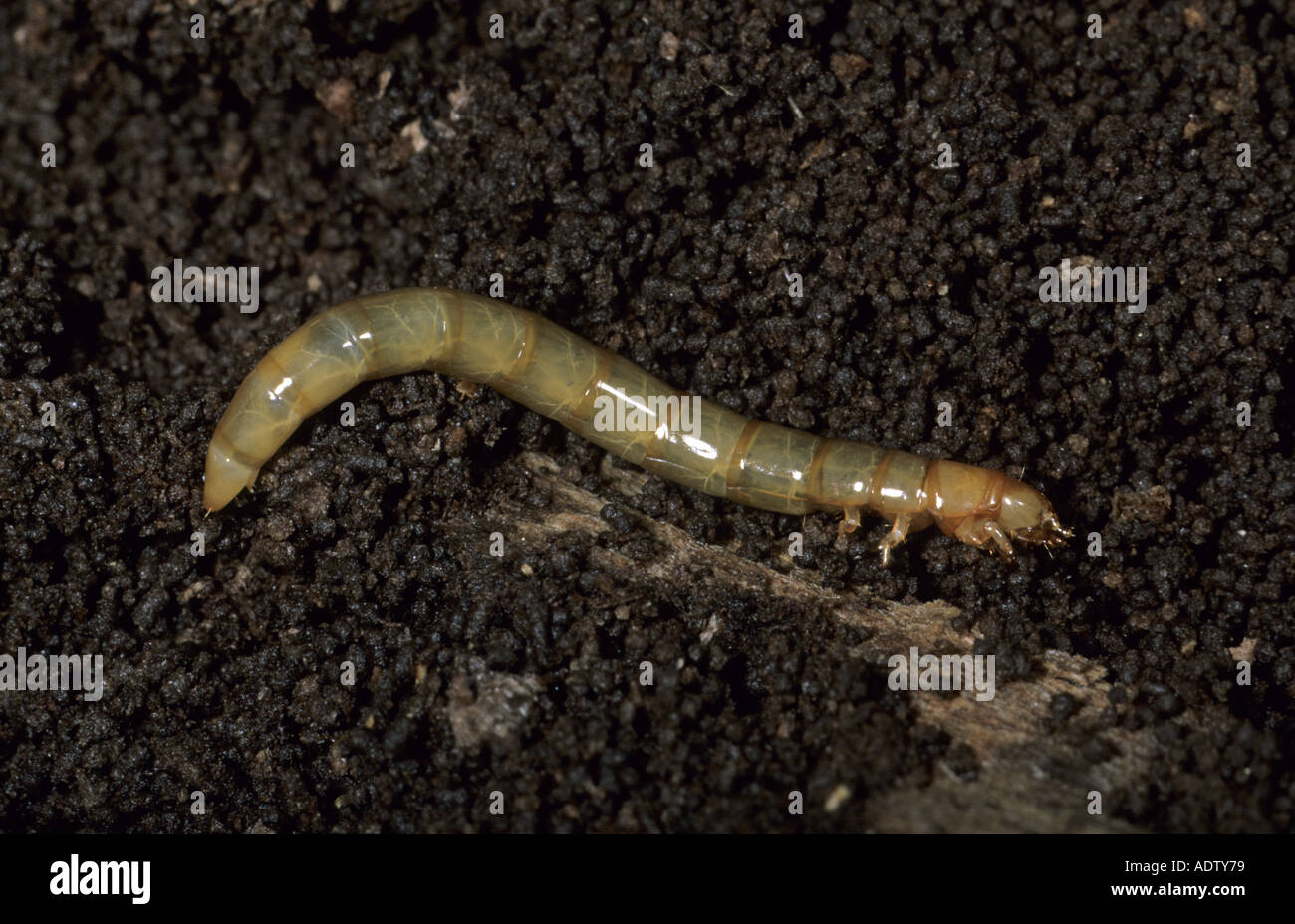 Click Beetle Fam Elateridae Larva Stock Photo