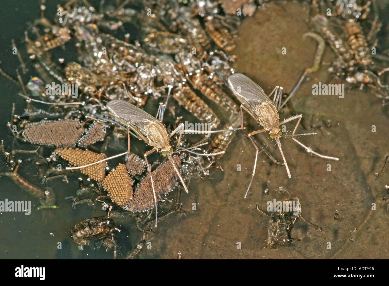 Common Gnat Culex pipiens Two females with egg rafts on bucket in