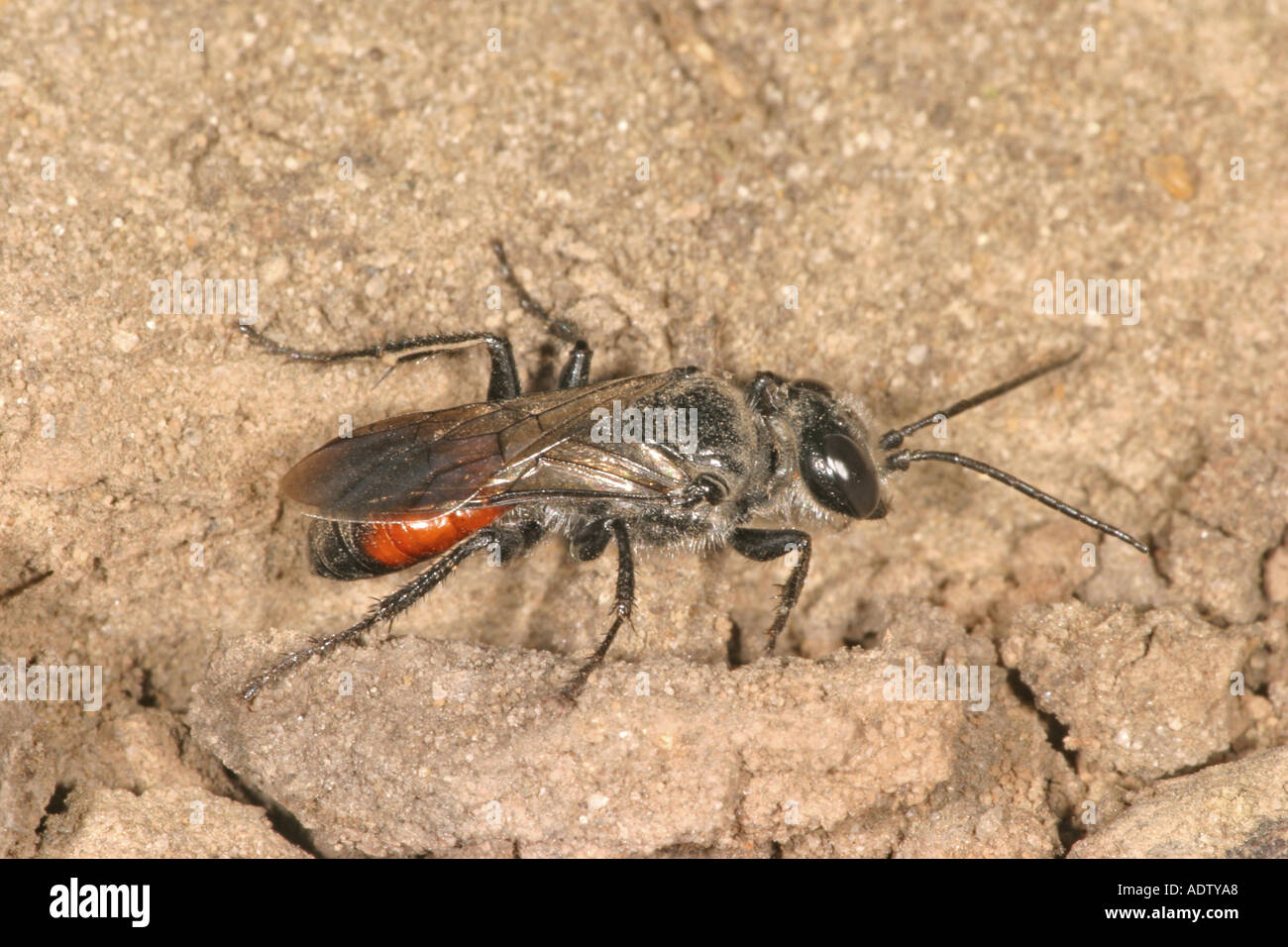 Solitary Wasp Astata boops Female on sand Stock Photo