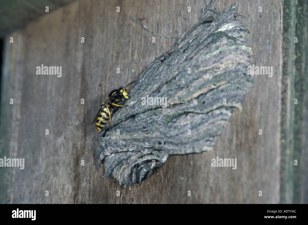 Tree Wasp Dolichovespula sylvestris Nest building Pulp at RSPB bird box entrance hole Stock Photo