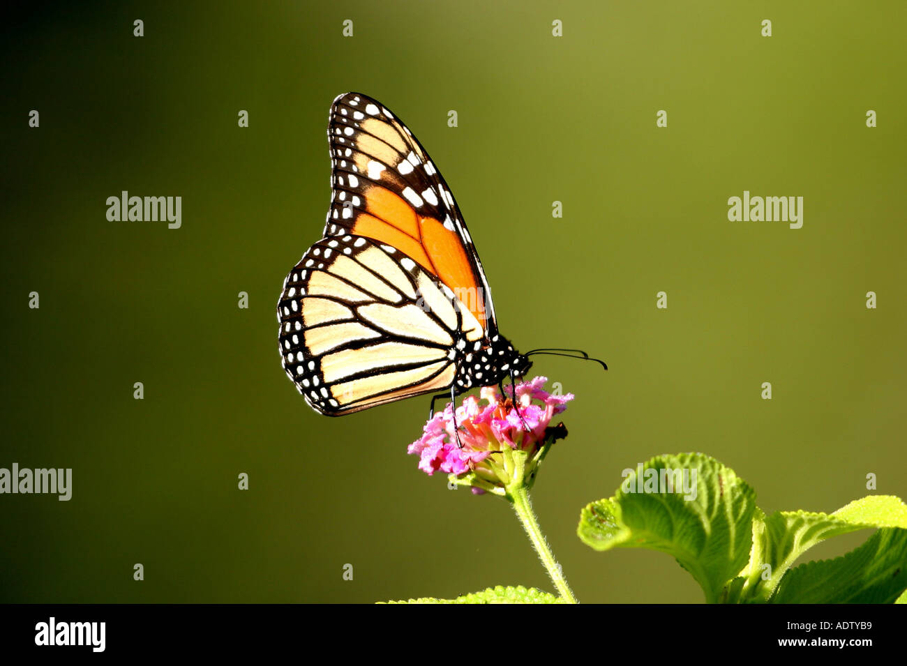 Monarch Butterfly Danaus plexippus Imago feeding on lantana flower wing ...