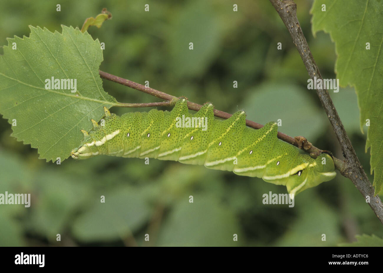 Kentish Glory Moth Endromis versicolora Larva feeding on leaf Stock Photo