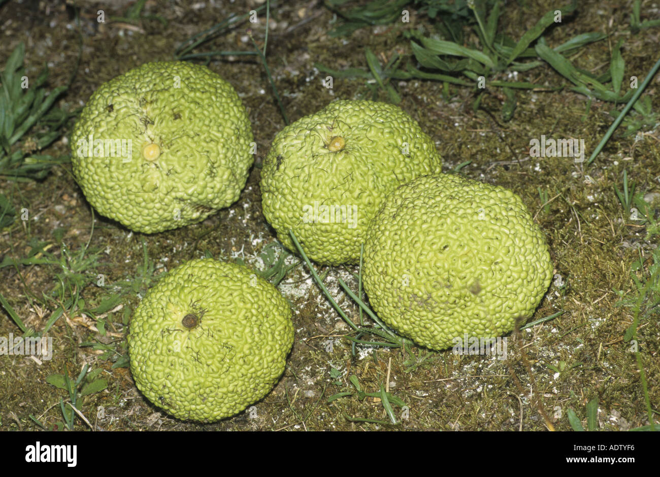 Osage Orange Maclura pomifera Fruit Stock Photo Alamy
