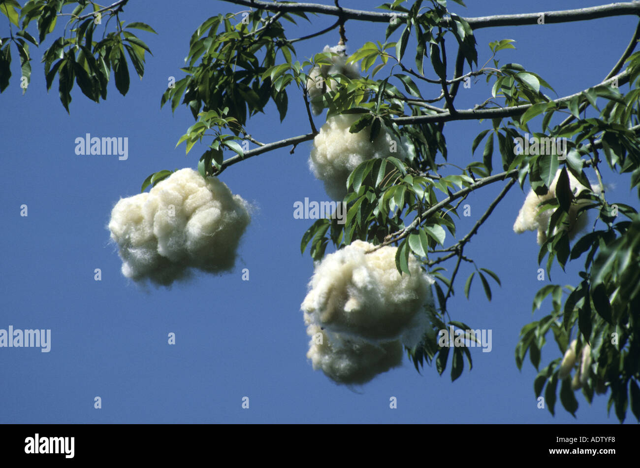Kapok Chorisia speciosa Silk Floss Tree seeds Stock Photo Alamy