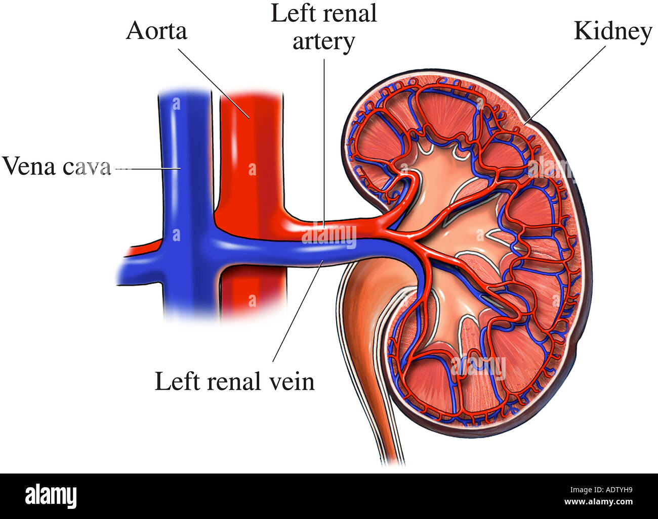 Cavae hires stock photography and images Alamy