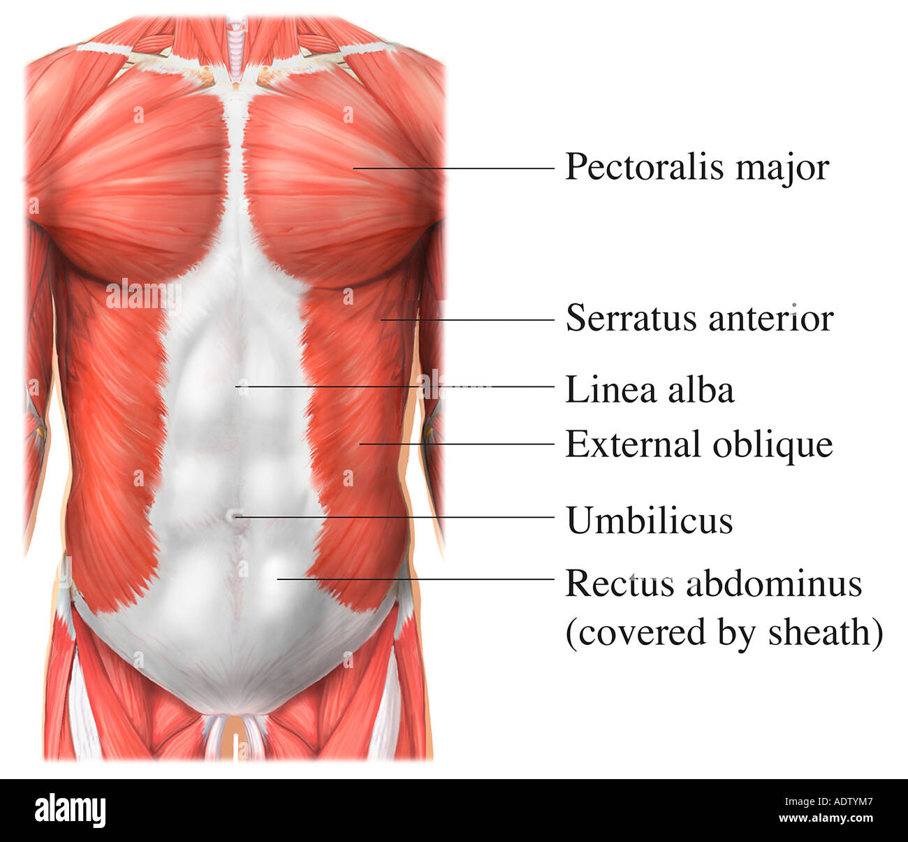 Snapshot Of Muscles In Torso / Muscles Of The Neck And Torso Classic Human Anatomy In Motion The Artist S Guide To The Dynamics Of Figure Drawing - A distinction is made between the.