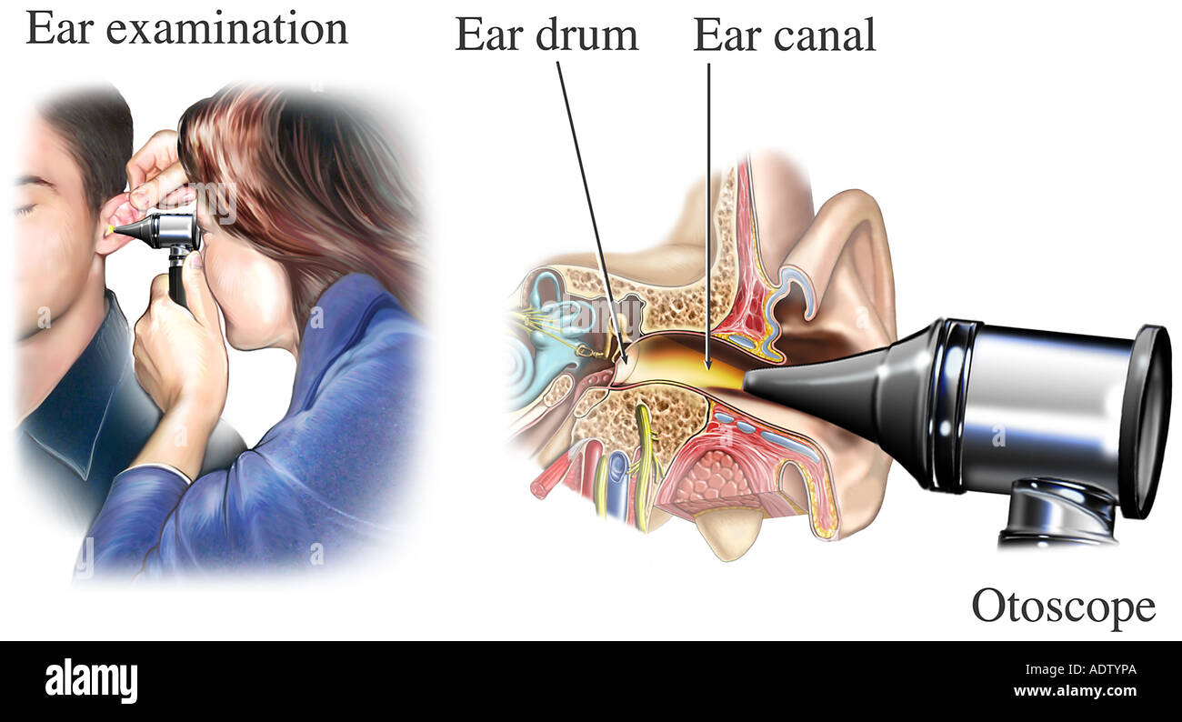 Observing Ear Ear of hi-res stock photography and images - Alamy