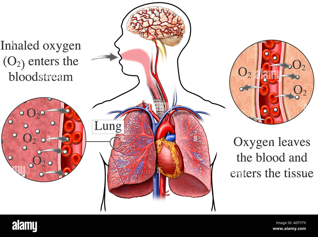 Lungs - Respiration and Oxygen Exchange Stock Photo