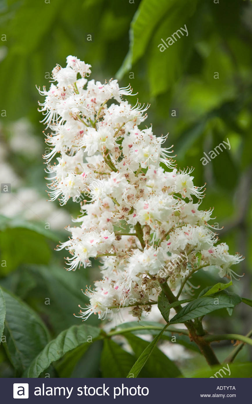 Chestnut tree flowers in spring in Toronto Ontario Canada Stock Photo