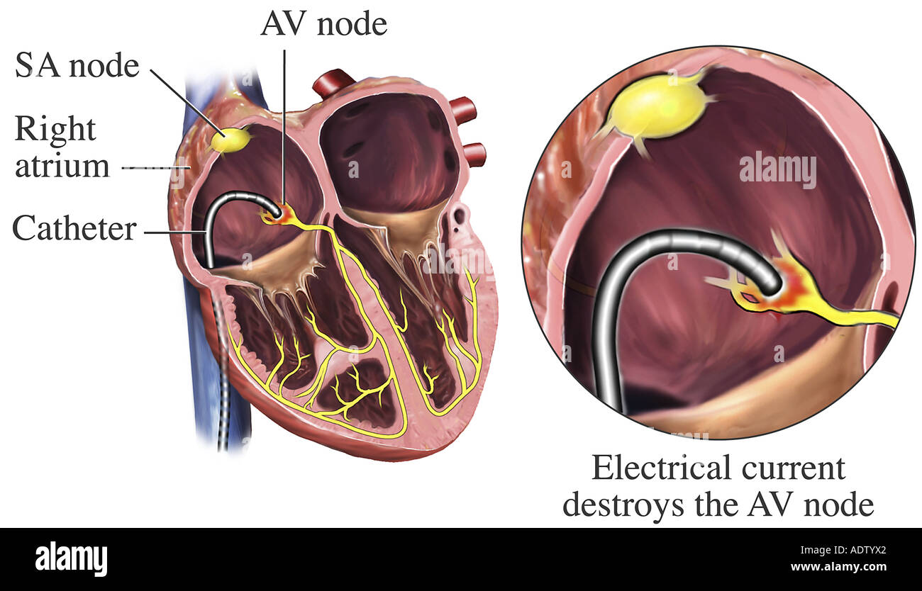 Cardial hires stock photography and images Alamy