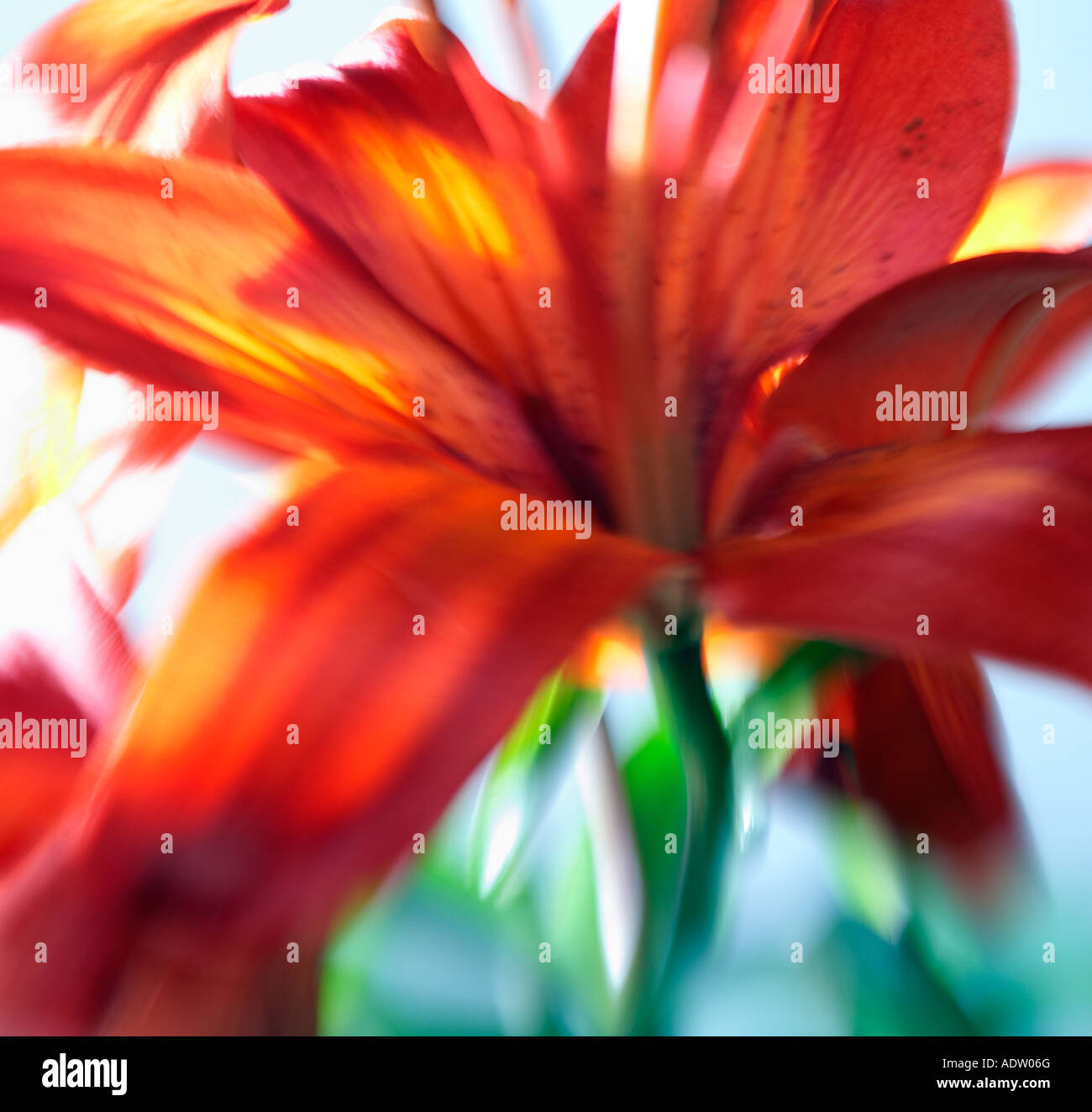 Red lily hi-res stock photography and images - Alamy