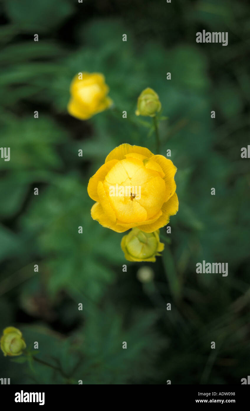 globe flower Stock Photo Alamy