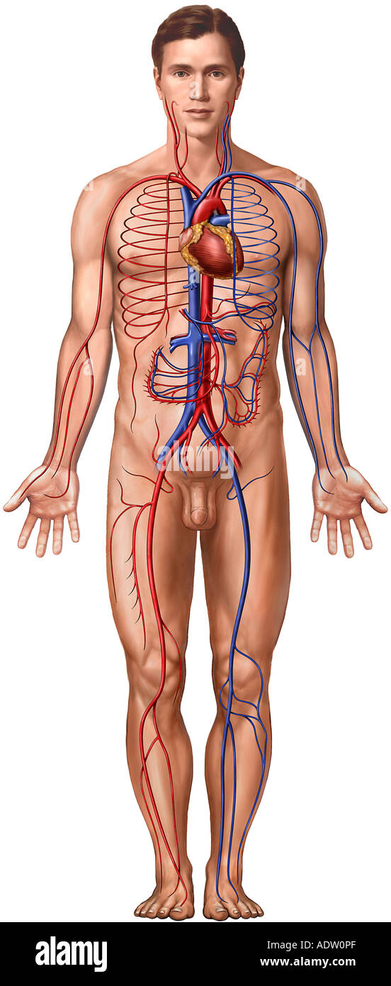 Male Figure with Cardiovascular System: Anterior View Stock Photo
