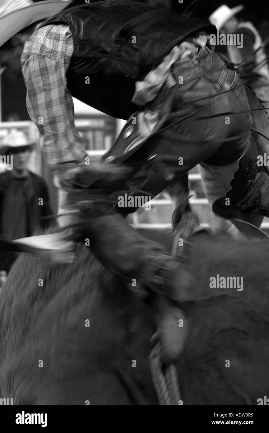 A cowboy getting bucked off a horse in black and white Stock Photo Alamy