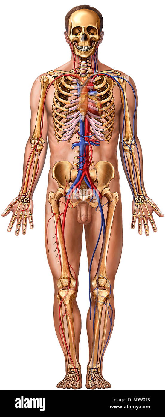 Male Figure with Body Systems: Anterior View Stock Photo
