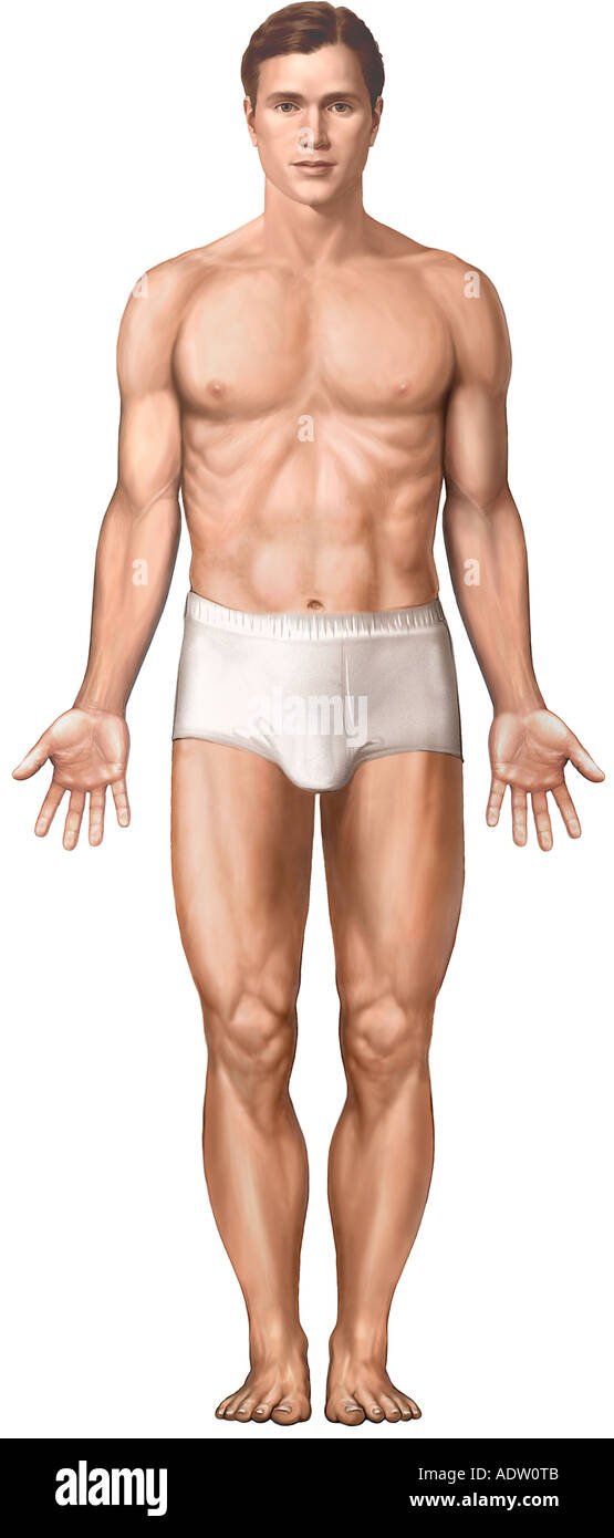 Standing Male Figure: Anterior View Stock Photo