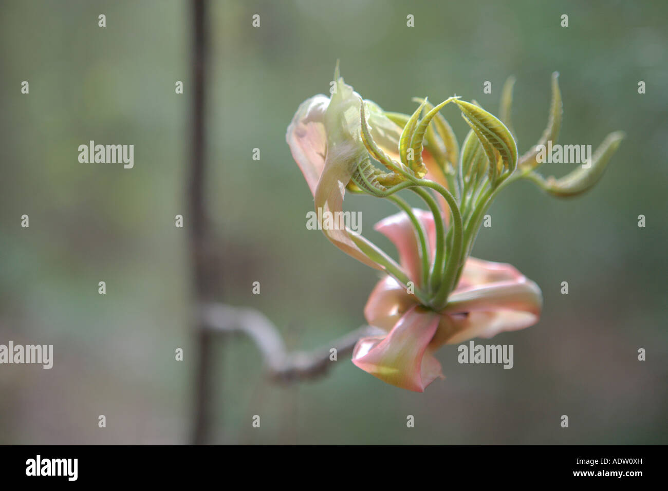 young emerging leaves of shagbark hickory tree carya ovata kettle