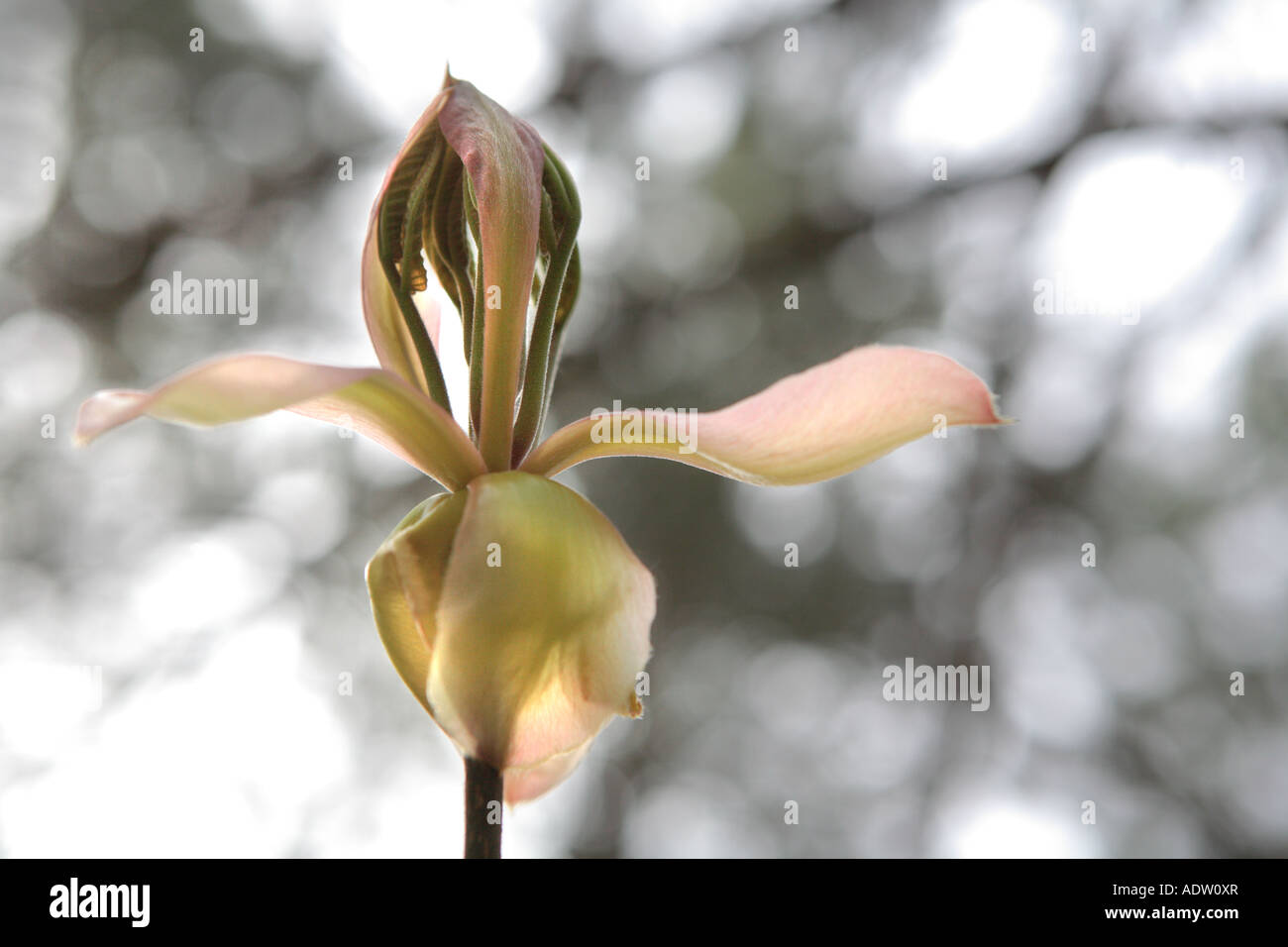 young emerging leaves of shagbark hickory tree carya ovata kettle