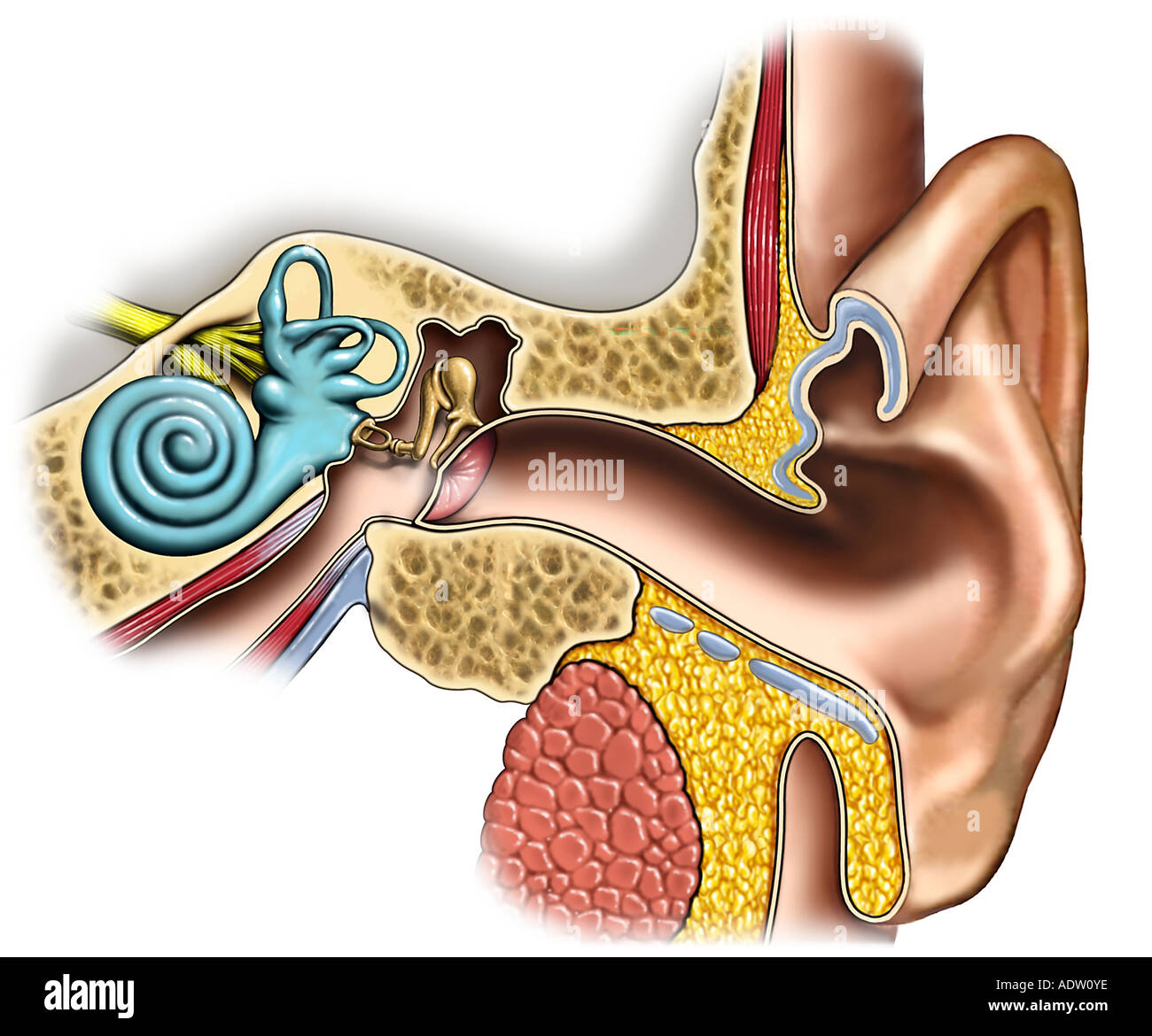 Anatomy of the Left Ear: Cross-Section Stock Photo - Alamy