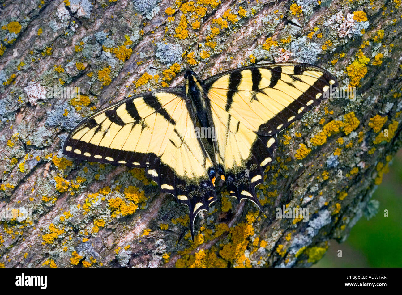 Eastern Tiger Swallowtail Papilio glaucus Roaring River State Park Missouri United States 9 May Stock Photo