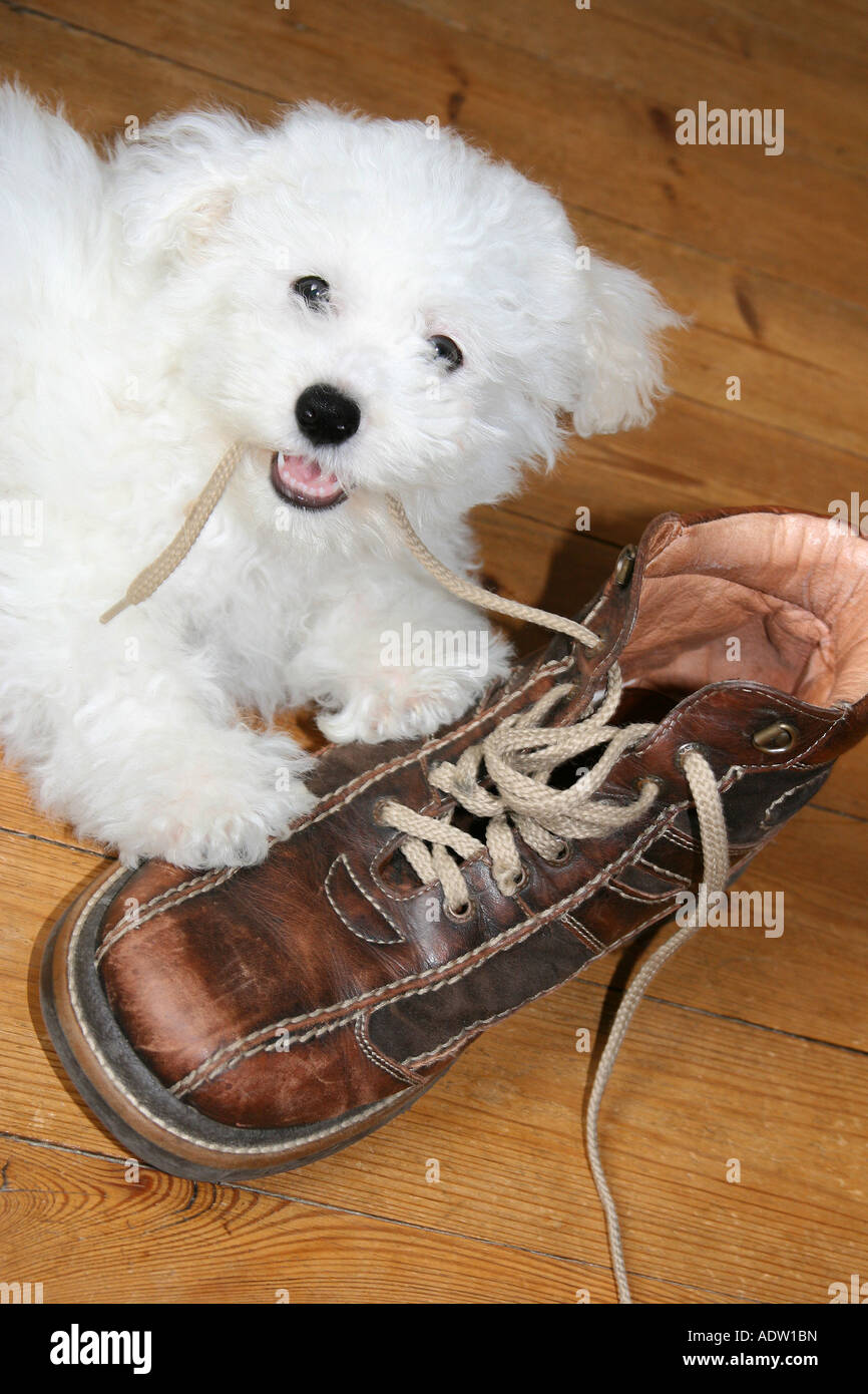Dog eating shoe puppy hires stock photography and images Alamy