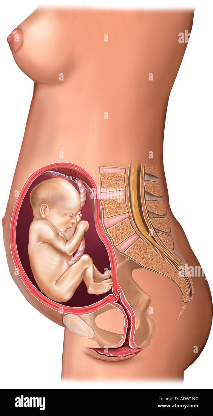 Fetus in Utero, 20 (Twenty) Weeks Stock Photo