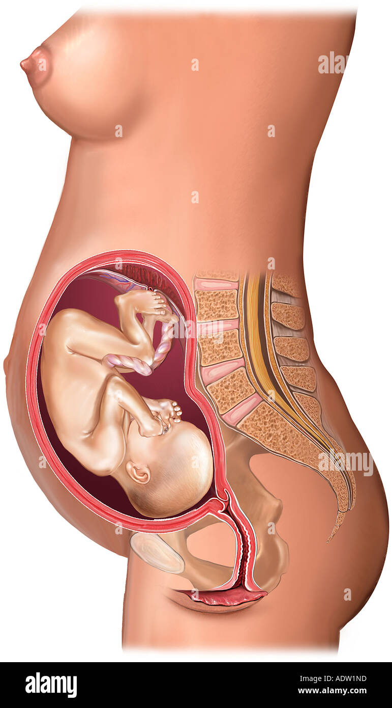 Embryology - Twenty four 24 Week Fetus Stock Photo
