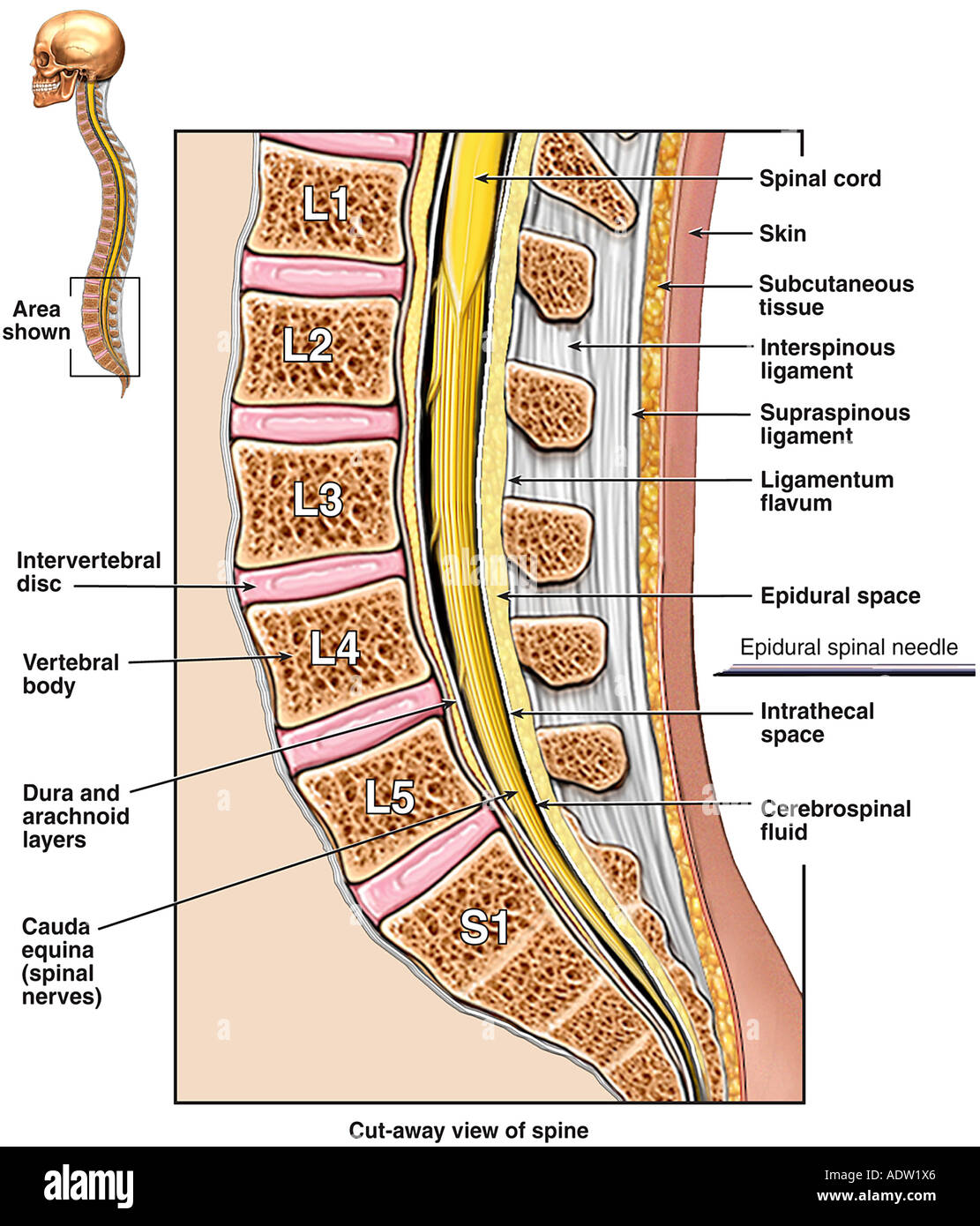 Define Cauda Equina – Cauda Equina – JWSML