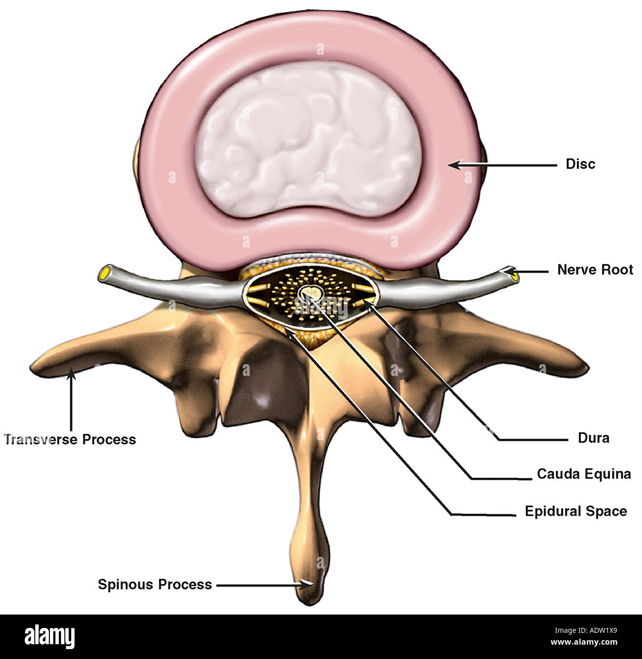 Epidural Space High Resolution Stock Photography and Images - Alamy