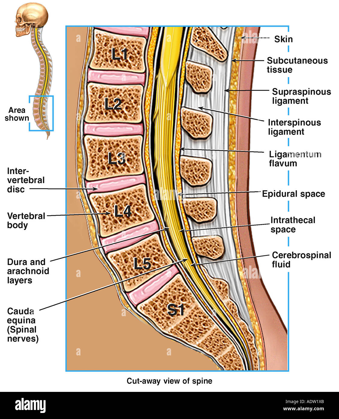 Where Does Cauda Equina Start