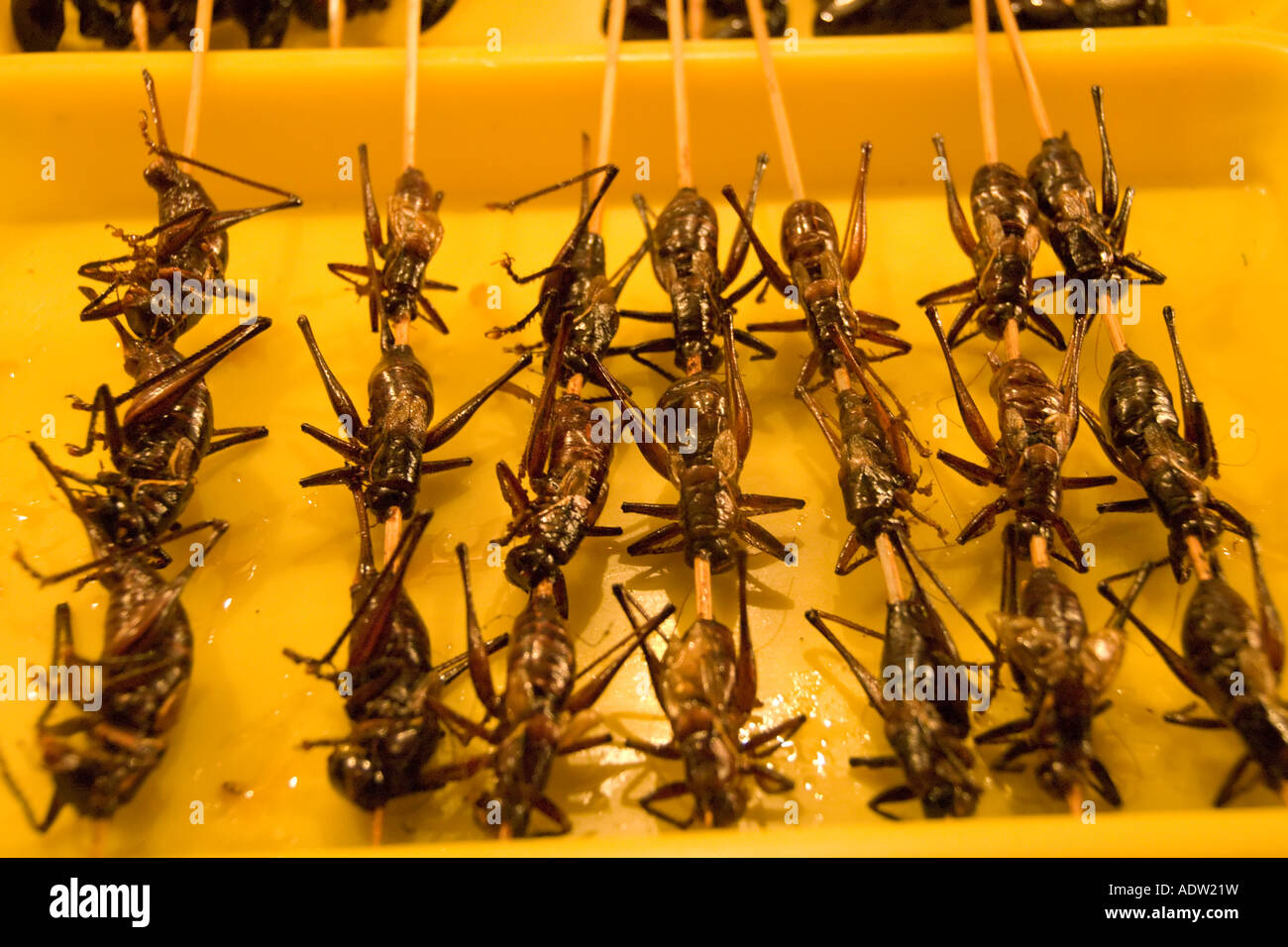 Selection of cooked insects for sale at Donghuamen night market in Beijing 2007 Stock Photo