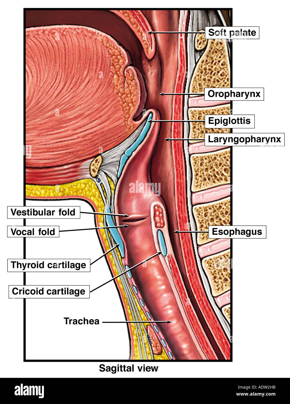 Anatomy Of The Trachea And Esophagus