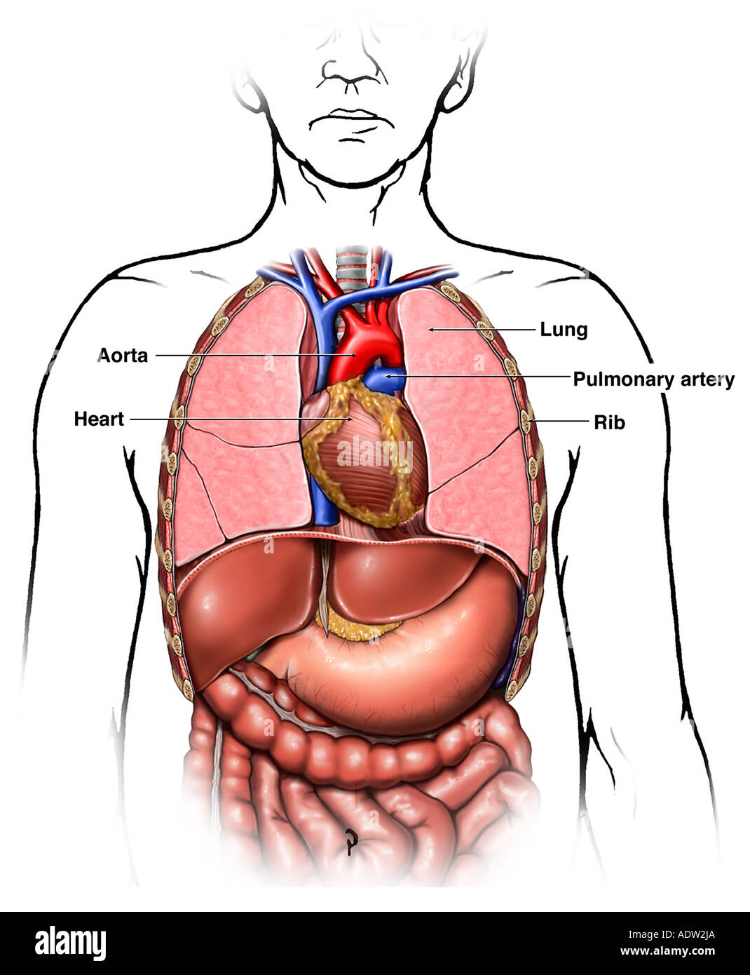 anatomy-of-the-thoracic-chest-organs-stock-photo-7711401-alamy