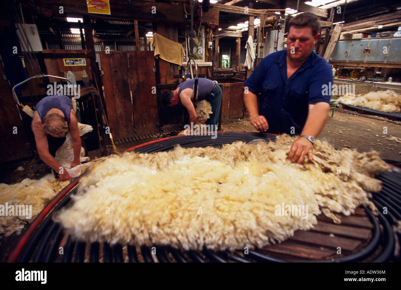 Shearing sheep, Australia Stock Photo Alamy