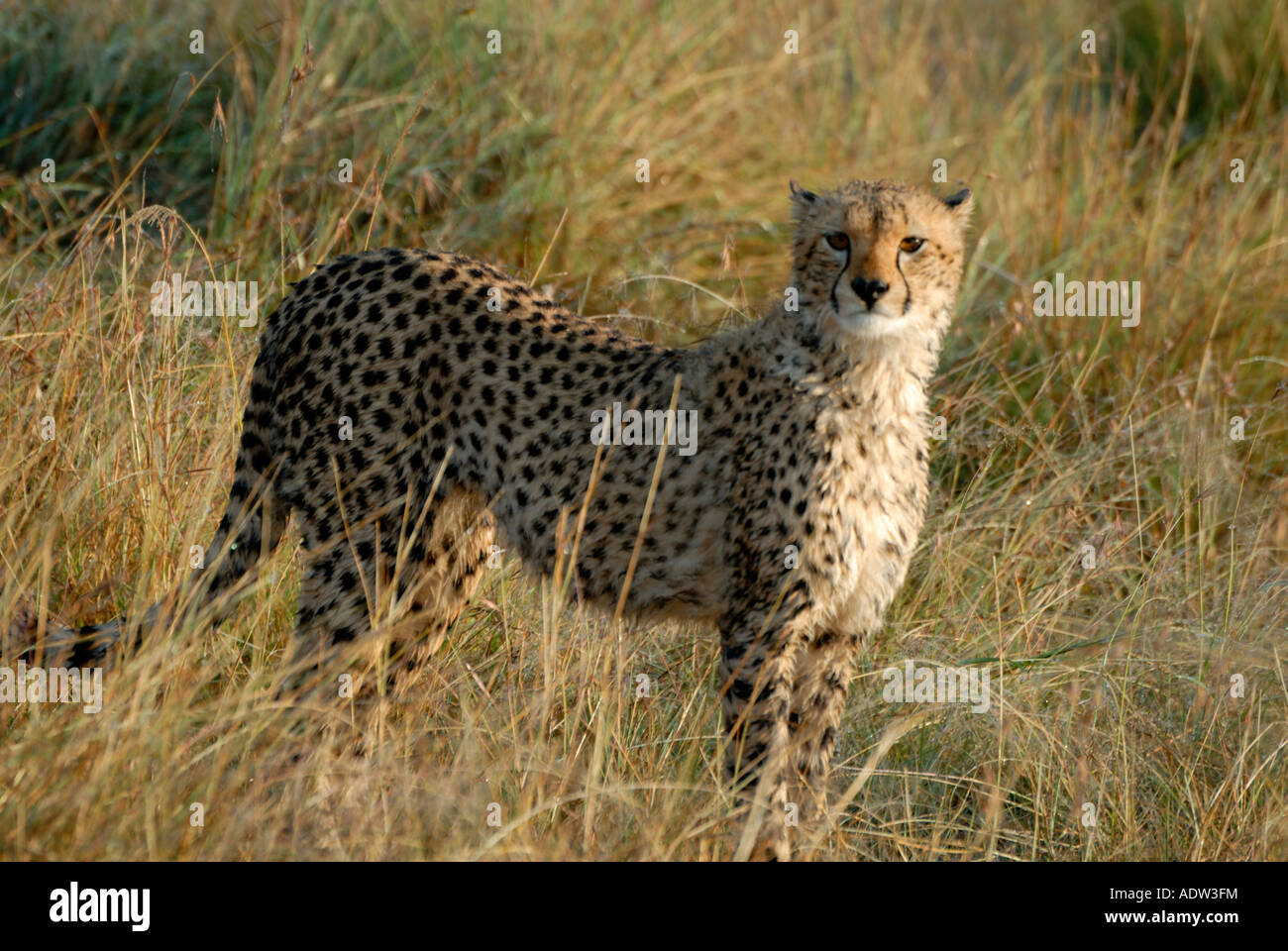 A young cheetah in the Masai Mara National Reserve Kenya East Africa It is almost fully grown being about one year old Stock Photo