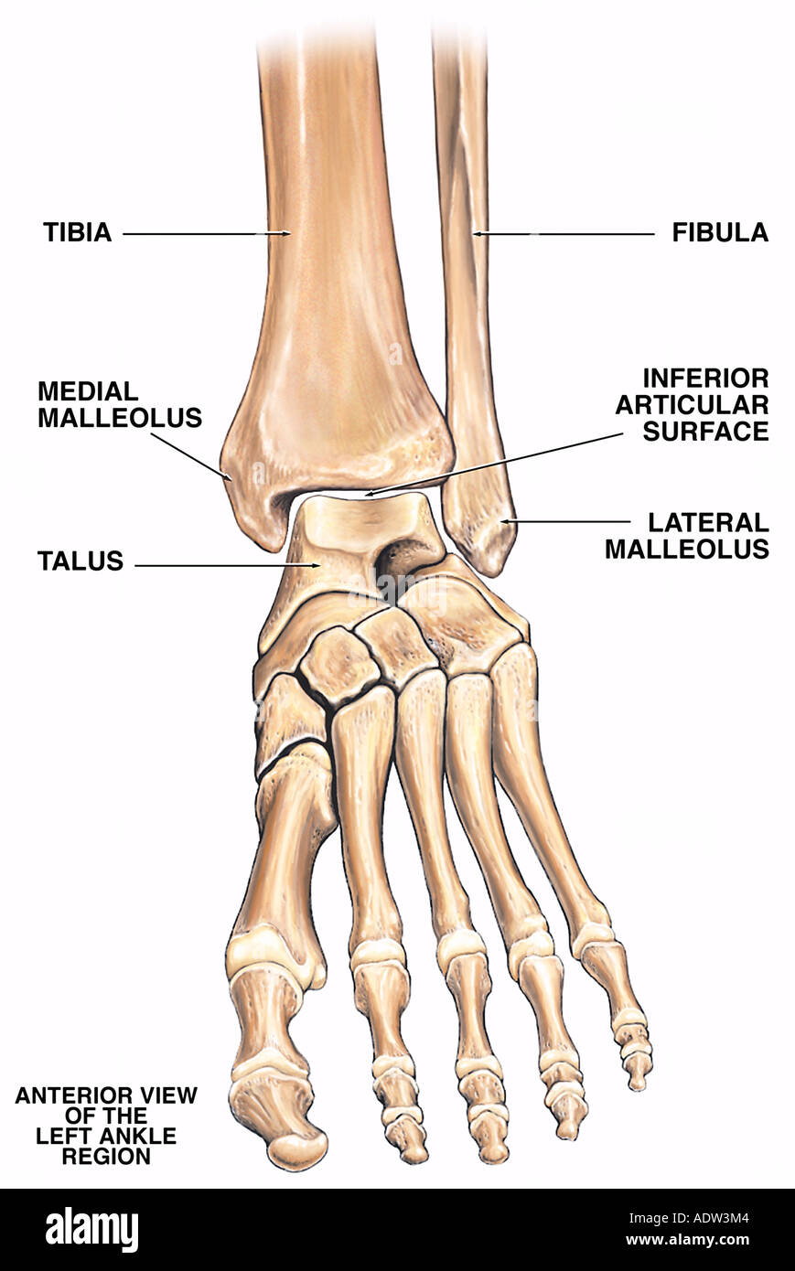 Lateral Malleolus High Resolution Stock Photography and Images - Alamy