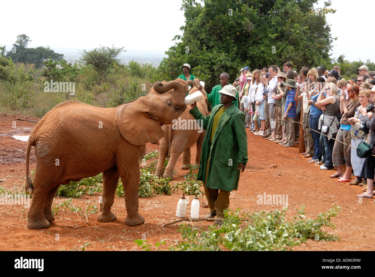 Young elephant calves being bottle fed with milk at the David Sheldrick Orphanage near Nairobi National Park Kenya Stock Photo