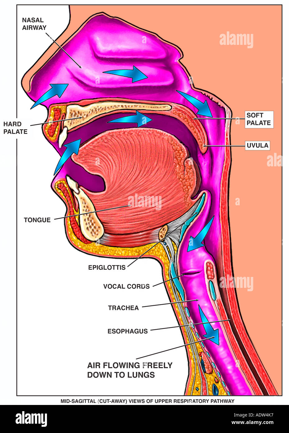 Upper Respiratory Anatomy Model