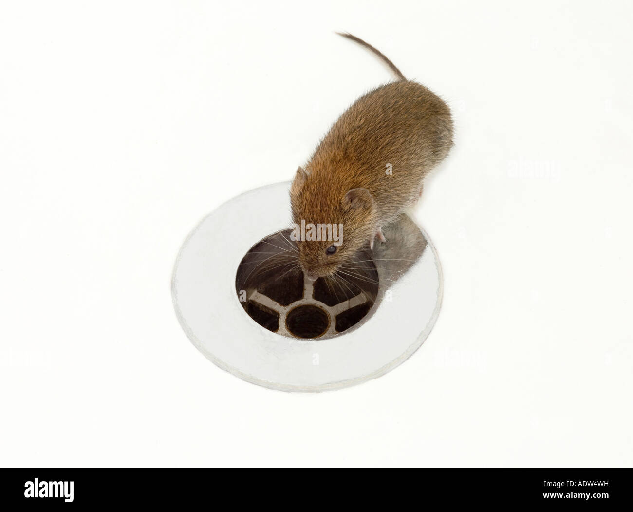 brown mouse looking down a drain hole in a bath Stock Photo Alamy