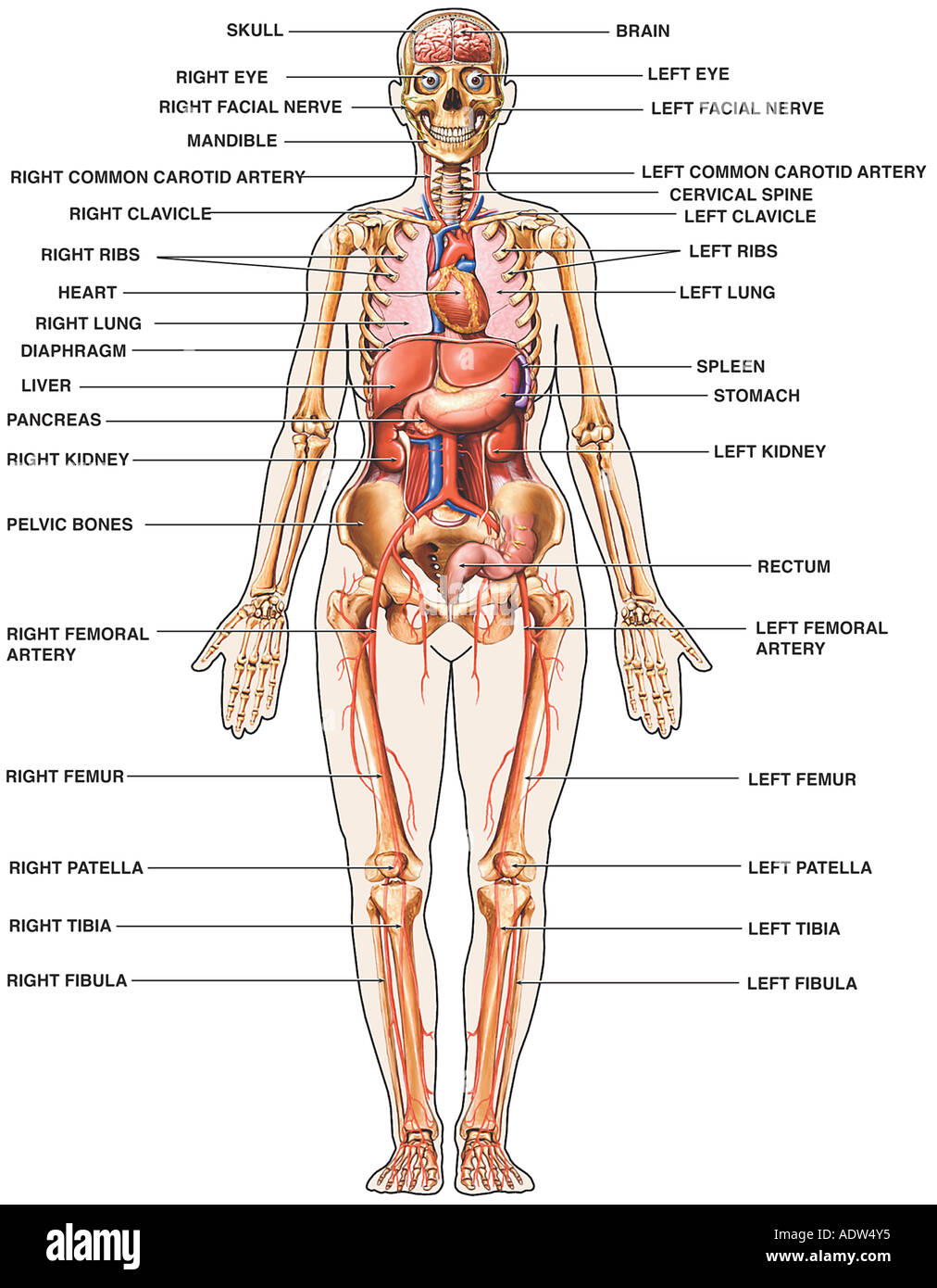 Human Anatomy - Anterior (Front) View Stock Photo - Alamy