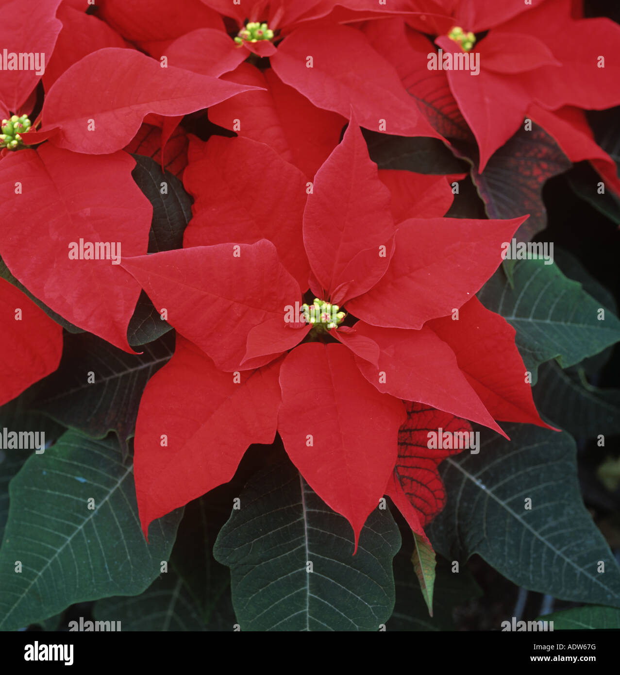 Poinsettia Spotlight Red plant with red coloured bracts ready for Christmas shipping Stock Photo