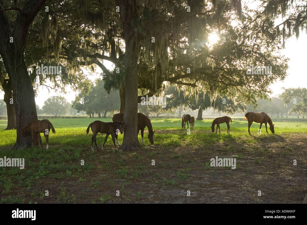 Liberty oak hires stock photography and images Alamy
