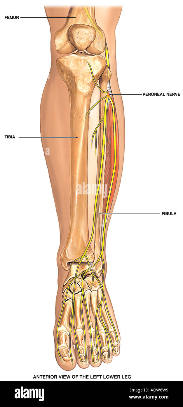 Normal Anatomy of the Left Lower Leg Bones Stock Photo - Alamy