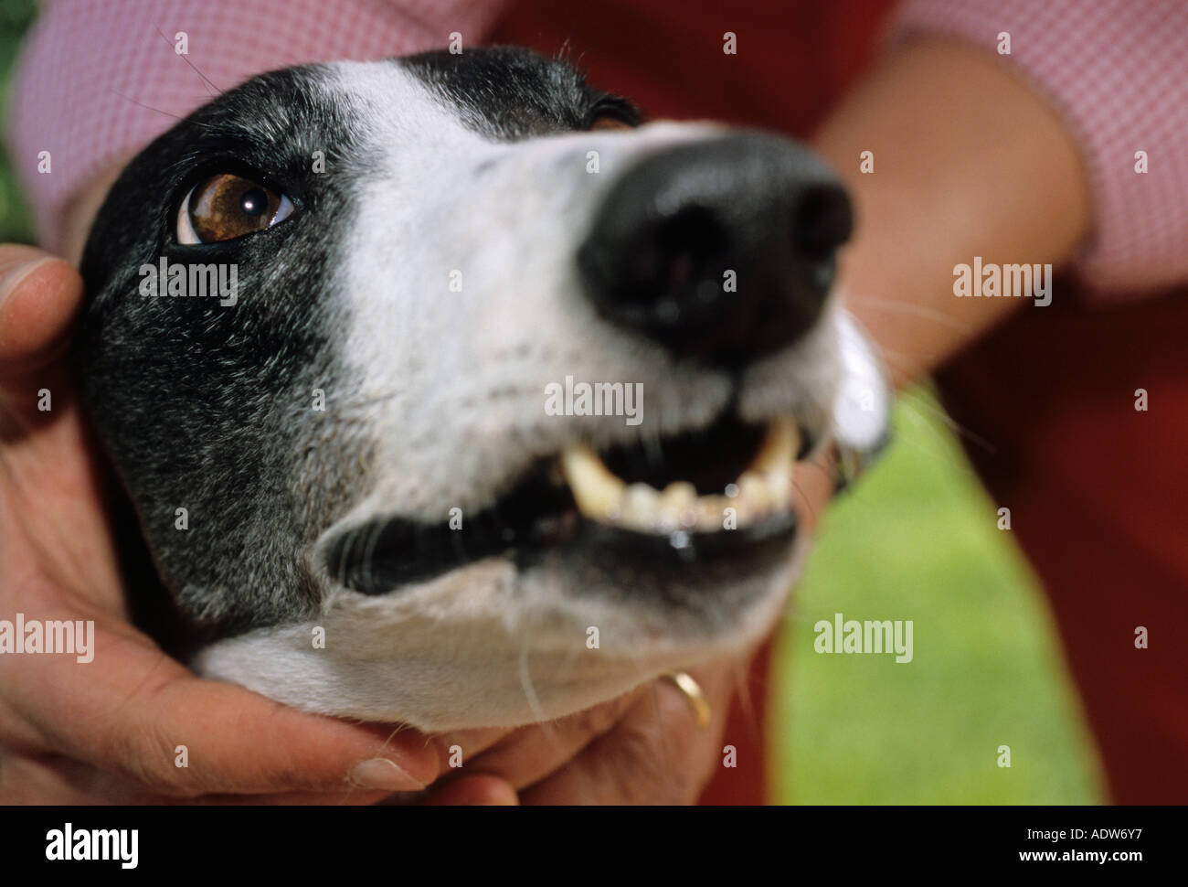 keeping the head of a Greyhound dog Stock Photo Alamy