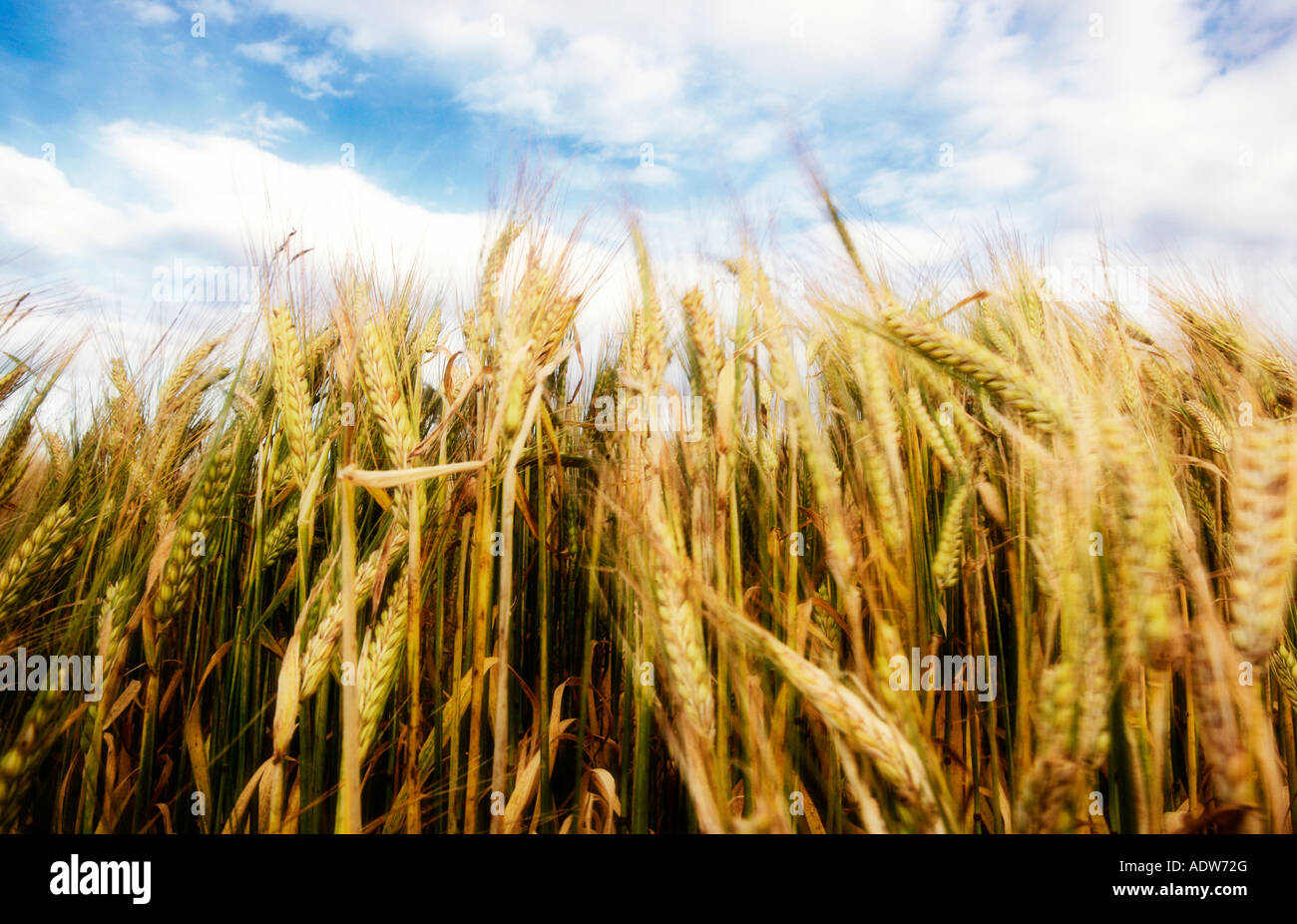 Full frame image of colourful wheat stalks against a blue shy. Stock Photo