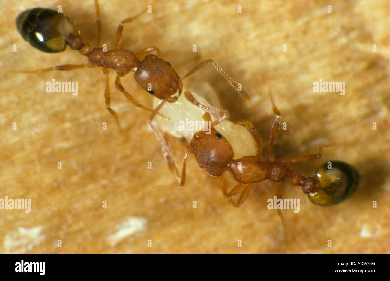 Pharaohs ant Monomorium pharaonis workers carrying pupa Stock Photo